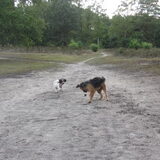 Foto van liesbeth,Turbo,Luna, Levi en Faith