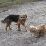 Foto van liesbeth,Turbo,Luna, Levi en Faith