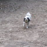Foto van liesbeth,Turbo,Luna, Levi en Faith