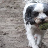 Foto van liesbeth,Turbo,Luna, Levi en Faith