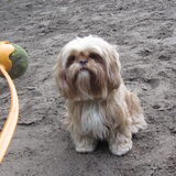 Foto van liesbeth,Turbo,Luna, Levi en Faith