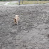 Foto van liesbeth,Turbo,Luna, Levi en Faith
