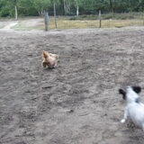 Foto van liesbeth,Turbo,Luna, Levi en Faith