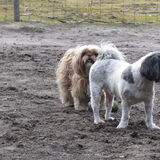Foto van liesbeth,Turbo,Luna, Levi en Faith