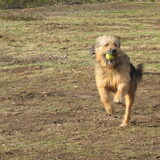 Foto van liesbeth,Turbo,Luna, Levi en Faith