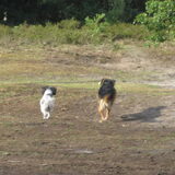 Foto van liesbeth,Turbo,Luna, Levi en Faith