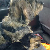 In de auto