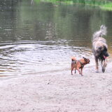 Loonse en Drunense duinen