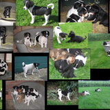 Puppy broertjes en zusjes van Odie