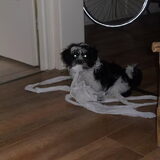 Balou met meters papier