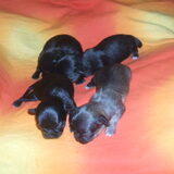 Bella en zusjes 10 dagen oud