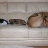 Foto van patricia,  *Spikey* Nino & Lola