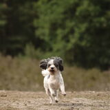 Foto van liesbeth,Turbo,Luna, Levi en Faith
