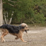 Foto van liesbeth,Turbo,Luna, Levi en Faith