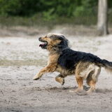Foto van liesbeth,Turbo,Luna, Levi en Faith