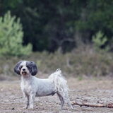 Foto van liesbeth,Turbo,Luna, Levi en Faith