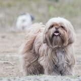 Foto van liesbeth,Turbo,Luna, Levi en Faith