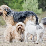 Foto van liesbeth,Turbo,Luna, Levi en Faith