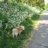 Dit is de weg naar de polder, met heel veel ruimte. Het pad achter ons…