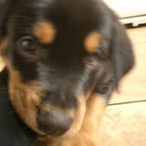 bikkel als pup