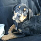 bikkel als pup