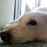 Lieve Saar
