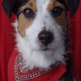 Foto van Lizzy