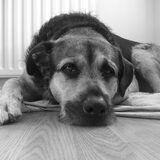Foto van Claudia & Tank