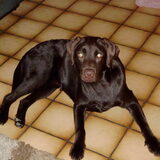 dit is rino onze speelse labrador