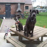 vader en moeder van daisy