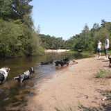 dagelijkse wandeling in de loonse en drunense duinen