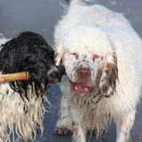 Lanu en Donner op het strand maar van wie is nou die stok?
