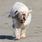 Donner´s eerste keer op het strand en wat een lol.