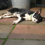 relaxen in het zonnetje