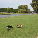 soes gaat achter een pony aan-de sheltie (6 mnd) gaat mee…