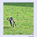 soes hier rennend-k.vliet-leiden-2009