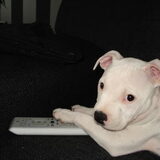 NEE!! Ik wil dogs 101 zien!!