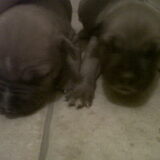 Links Baron met zn mooie zusje met de blauwe snuit!