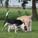 Foto van team Shadow