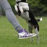 Foto van team Shadow