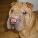 Foto van cindy