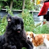 Foto van Inge, Rottweiler Nika & m'n Canadeesje(s)