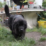 Foto van Inge, Rottweiler Nika & m'n Canadeesje(s)
