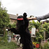 Hi, I'm a bear.