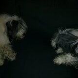 Duuk en Promise moe en beetje vies ;)
