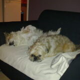 Boris met zijn grote vriend Lucky