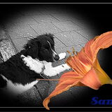 Foto van MaSpi///
