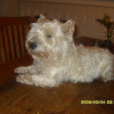 hier is chester net geborsteld