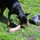 Lina en eet eendennek
