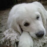 Foto van Lotte&Guus de Golden*